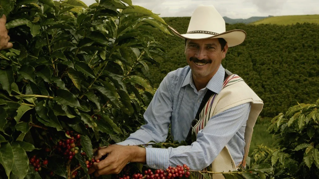 A coffee farmer in a white hat kneels beside ripe coffee cherries in a Colombian plantation.